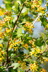 Blooming currant bush with golden flowers. Natural natural background.