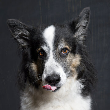 Portr&auml;t eines Sch&auml;ferhund Mischling 