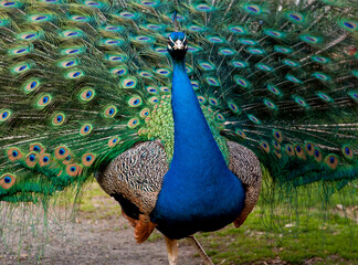 Peacock