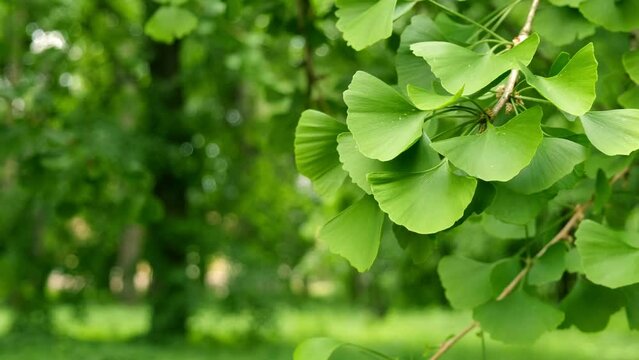 Ginkgo Biloba tree branch. Green leaves, selective focus, gentle branch movement. Green trees in the background.