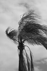 palm tree in the wind