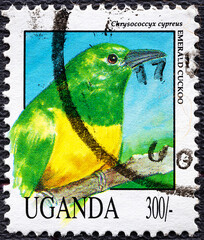 UGANDA - CIRCA 1992: post stamp 300 Ugandan shillings printed by Republic of Uganda, shows African Emerald Cuckoo Chrysococcyx cupreus wild exotic, tropical bird, circa 1992