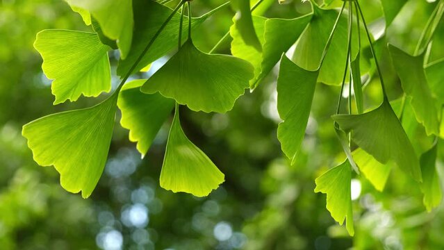 Green Ginkgo Biloba tree leaves closeup. Selective focus, gentle leaves movement, bokeh in the background. Ginko Biloba used as herbal supplements, natural medicine.