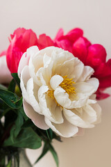 Blooming fluffy white pink peony flower bouquet on elegant minimal pastel beige background. Creative floral composition. Stunning botany wallpaper or vivid greeting card.