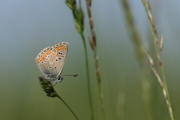Horizontal image of a common blue butterfly