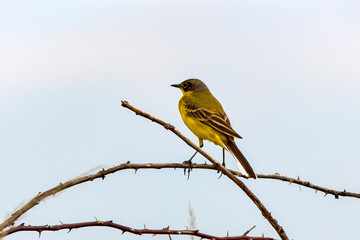 Obraz premium The yellow wagtail (Motacilla flava) is a small songbird in the family Motacillidae.
