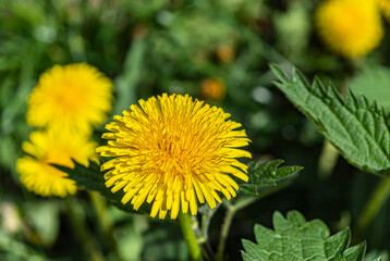 Dandelion on a grassy lawn close up