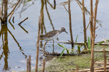 Ruff water bird (Philomachus pugnax) Ruff in water