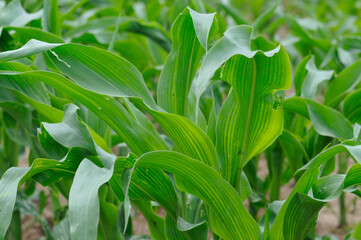 Green Corn