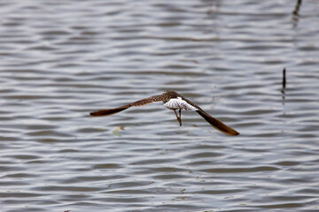 Ruff water bird (Philomachus pugnax) Ruff in water