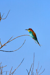 Bee eater birds (Merops apiaster) in various postures