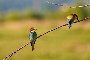 Bee eater birds (Merops apiaster) in various postures