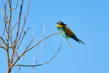 Bee eater birds (Merops apiaster) in various postures