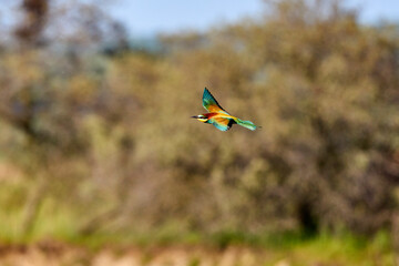 Bee eater birds (Merops apiaster) in various postures