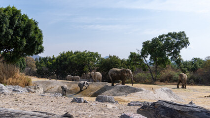 african elephant family walking in wildlife. young elephants playing © IVAN