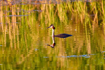 (Podiceps cristatus) It belongs to the family Podicipedidae. It inhabits wetlands in Europe and Asia, and is often found on lakes and marshes in the Iberian Peninsula.