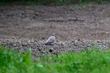 Turtle dove, Streptopelia turtur, Single bird in grass. The natural scenery