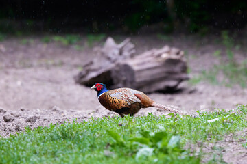 colorful male pheasant, Phasianus colchicus, in its natural habitat in a forest