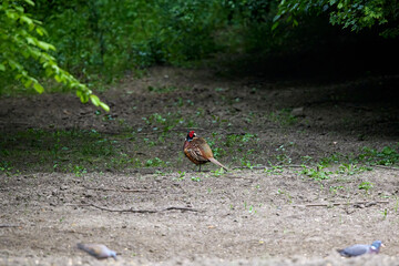 colorful male pheasant, Phasianus colchicus, in its natural habitat in a forest