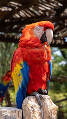 Close up of colorful scarlet macaw parrot