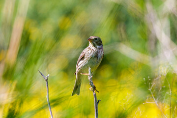 The red-backed shrike (Lanius collurio), female,in various poses