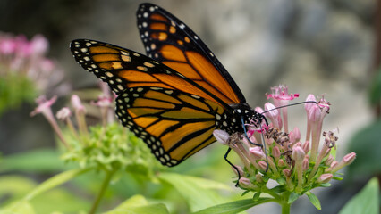 Fototapeta na wymiar The gorgeous Monarch Butterfly captured while sampling pollen from Lantana flowers. 