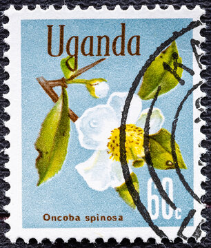 Uganda - circa 1969 : A stamp printed in Uganda shows Snuff-box tree Oncoba spinosa , Native Flora serie, circa 1969