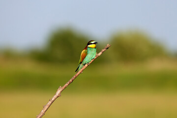 Bee eater birds (Merops apiaster) in various postures