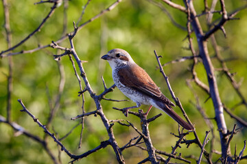 The red-backed shrike (Lanius collurio), female,in various poses