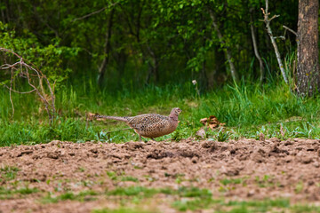 Female common pheasant Phasianus colchicus in the wild.