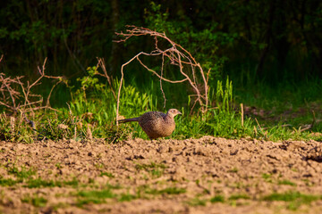 Female common pheasant Phasianus colchicus in the wild.