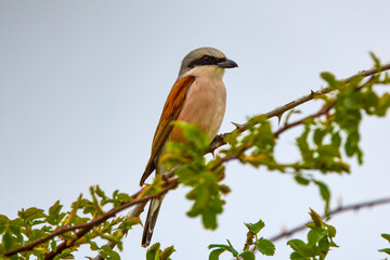 Male-backed surgeon (Lanius collurio), male, in various poses