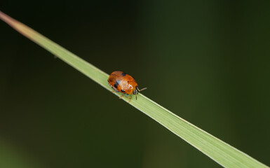 small insects on leaves in nature ,macro insects