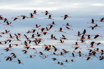 Fotobehang Flock of flamingos © Giuliana