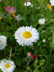 Fototapeta premium Flowers