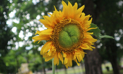 thailand sunflower 