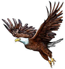 Bald Eagle Illustration