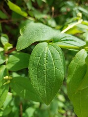 Green leaves: trees, bushes close-up