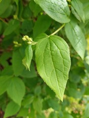 Green leaves: trees, bushes close-up