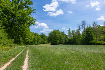 beautiful clearing in a forest