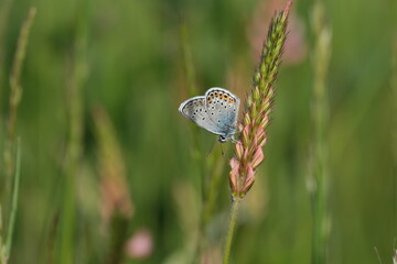 Close up of a silver studded blue butterfly