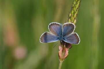 Close up of a silver studded blue butterfly, beautiful blue butterfly