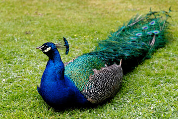 Obraz premium Peacock at Warwick castle garden