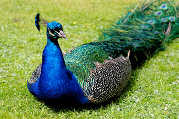 Obraz premium Peacock at Warwick castle garden