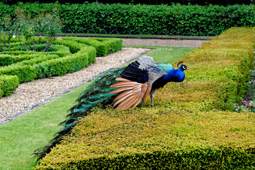 Peacock at Warwick castle garden
