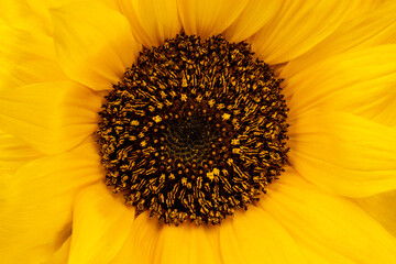 Naklejka premium Beautiful yellow sunflower closeup, decorative flower