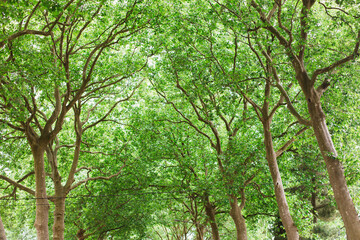 Green trees nature outdoor earth forest