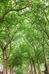 Fototapeta premium Green trees nature outdoor earth forest