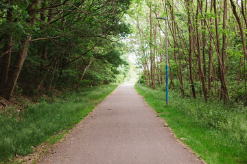 Fototapeta na wymiar Road path into forest green trees nature