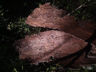 dead tree in the Carpathian forest